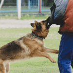 rabies vaccine bali – a dog biting a person’s arm during outdoor activity, illustrating the risk of animal bites and the importance of immediate rabies vaccination in Bali