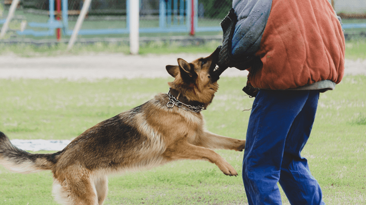 rabies vaccine bali – a dog biting a person’s arm during outdoor activity, illustrating the risk of animal bites and the importance of immediate rabies vaccination in Bali